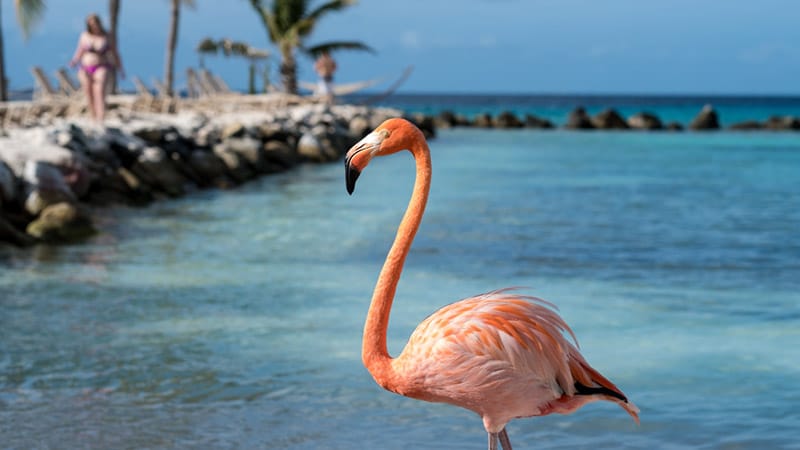 Aruba