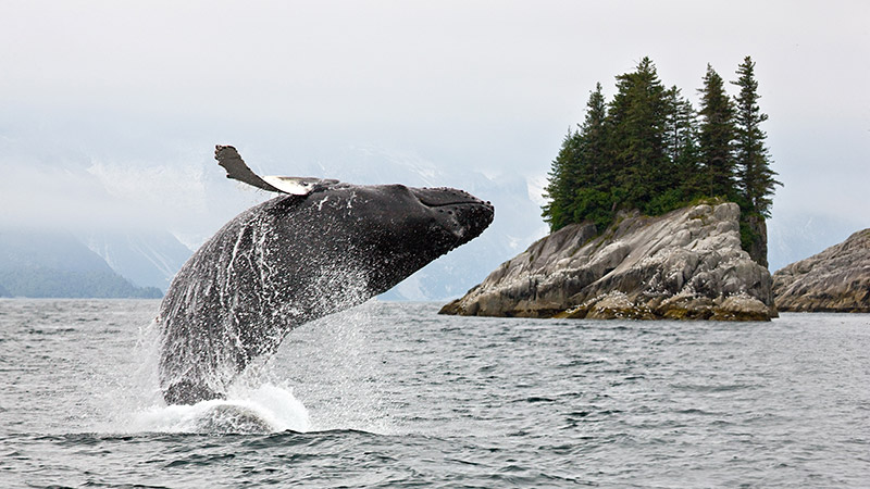 13 night Chicago, Seattle & Vancouver Stays With Alaska Cruise : Juneau, Ketchikan & Victoria
