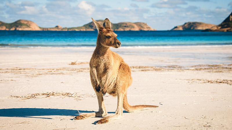 15 night 5* All Inclusive Ultimate Australia & New Zealand Cruise With Stay