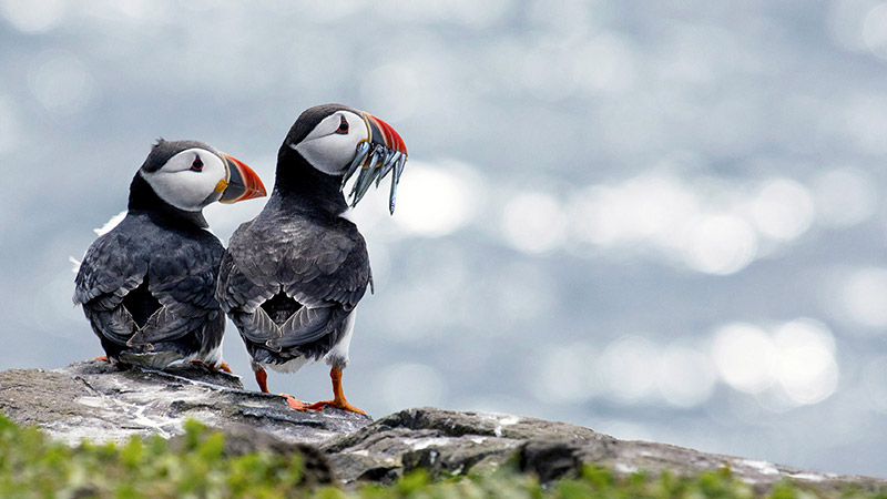15 night Transatlantic – Scotland, Iceland & New York from Southampton
