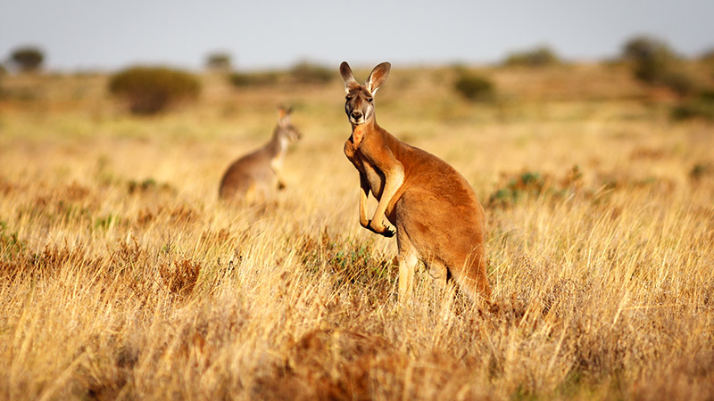 18 Night Australia & The Great Barrier Reef from Melbourne