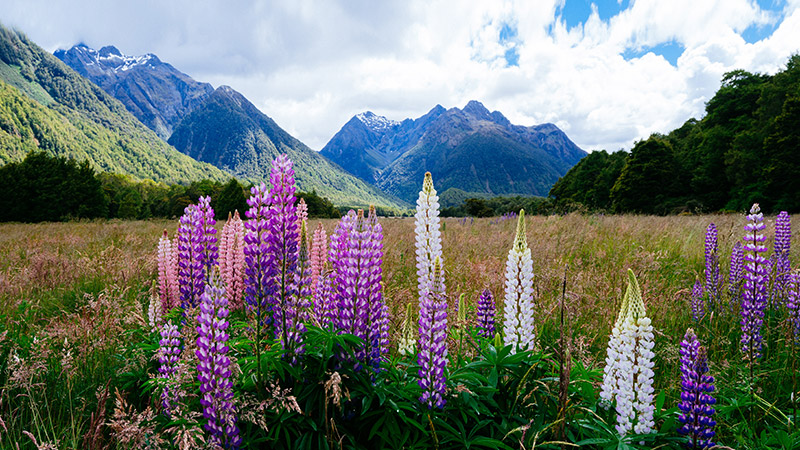 26 night Ultimate Australia & New Zealand Adventure